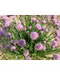 Chives, Common