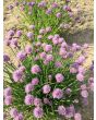 Chives, Common