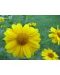 Ox-Eye Sunflower