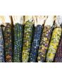 Glass Gem Corn Seeds
