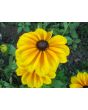 Black-Eyed Susan 'Indian Summer' 