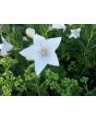 Balloon Flower 'Fairy Snow'