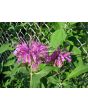 Bee Balm 'Marshall's Delight' 