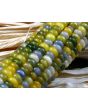 Glass Gem Corn Seeds