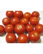Tomato 'Tomcat F2' Seeds (Certified Organic)