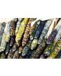 Glass Gem Corn Seeds