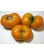 Tomato 'Orange'