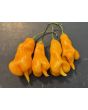 Hot Pepper ‘Erotica Orange' Seeds
