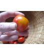 Tomato 'Bicolor Cherry'