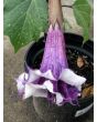 Datura AKA Devil’s Trumpet 'Black Currant Swirl' 
