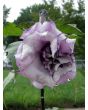 Datura AKA Devil’s Trumpet 'Black Currant Swirl' 