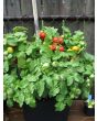 Tomato 'Tiny Tim'