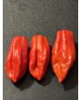 Hot Pepper ‘Lemon Reaper Red Cross’ (Aji Lemon x Carolina Reaper) Seeds (Certified Organic)