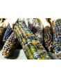Glass Gem Corn Seeds