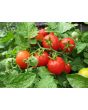 Tomato 'Tiny Tim'