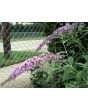Purple Butterfly Bush AKA Summer Lilac 