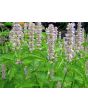 Lavender Hyssop 'Blue Licorice'