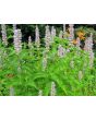 Lavender Hyssop 'Blue Licorice'