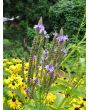 Blue Vervain