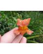 Pinky-Orange Snapdragon
