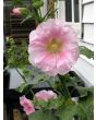 Hollyhock ‘Single Mix’ 