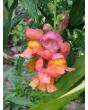 Pinky-Orange Snapdragon