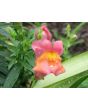 Pinky-Orange Snapdragon
