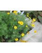 Brittlebush
