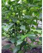 Tomatillo 'Purple'