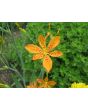 Orange Blackberry Lily