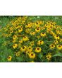 Black-Eyed Susan