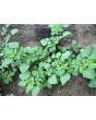 Ground Cherry