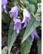 Ladybells 