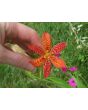 Orange Blackberry Lily
