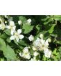 Wild Blackberry Seeds (Certified Organic)