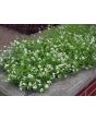 Alyssum 'Carpet of Snow'