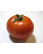 Tomato 'Break O' Day'