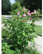 Single Pink Hibiscus
