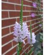 Obedient  Plant