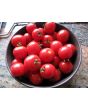 Tomato 'Tiny Tim'