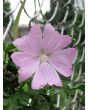 Tree Mallow 'Rosea' 