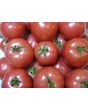 Tomato 'Porter's Pride'