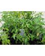 African Basil 
