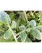 Tomato 'Roughwood Golden Tiger' 