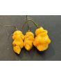 Hot Pepper 'Goronong' Seeds