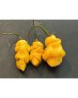 Hot Pepper 'Goronong' Seeds
