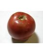 Tomato 'Pink Lady'