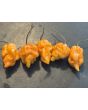 Hot Pepper 'Bih Jolokia x Sugar Rush Peach' Seeds (Certified Organic)