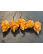 Hot Pepper 'Bih Jolokia x Sugar Rush Peach' Seeds (Certified Organic)