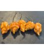 Hot Pepper 'Bih Jolokia x Sugar Rush Peach' Seeds (Certified Organic)